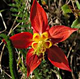 wild columbine