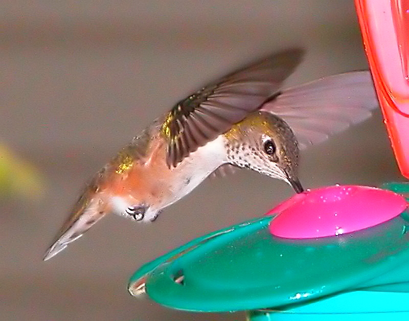 Hummer 8