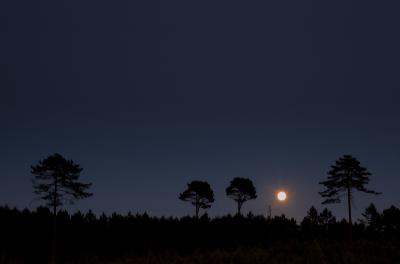 Looking-The-Moon.jpg