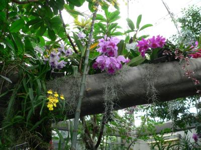Botanic Gardens.JPG