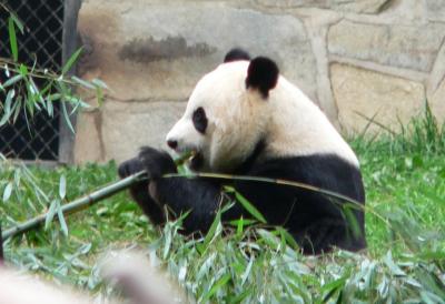 National Zoological Park-3.JPG