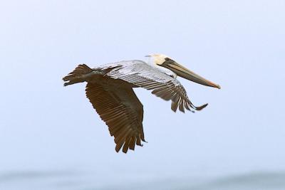 Brown Pelican, possible 2nd cycle