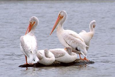 American White Pelicans, juvenile