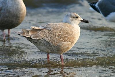 Glaucous-winged Gull, 1st cycle