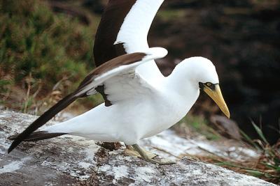 Masked Booby, adult