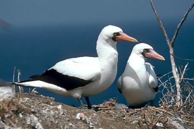 Nazca Booby pair at nest