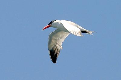 Caspian Tern, alternate adult