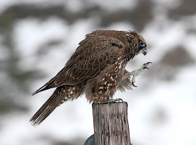 Gyrfalcon, dark intermediate morph juvenile