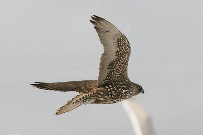 Gyrfalcon, dark intermediate morph juvenile