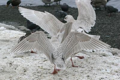 Kumlien's Iceland Gulls, 1st cycle