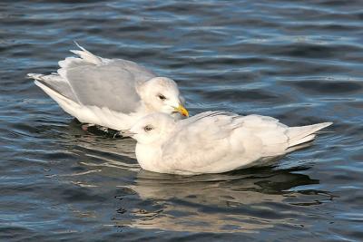 Kumliens Iceland Gull, basic adult  (rear) with 2nd cycle nominate Iceland