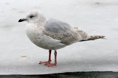 Kumlien's Iceland Gull, 2nd cycle