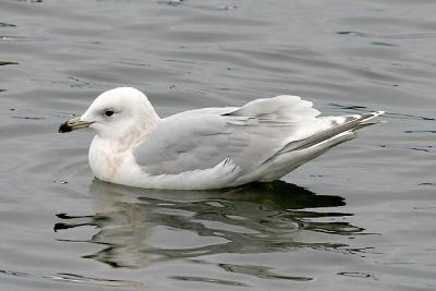 Kumliens Iceland Gull, 2nd cycle