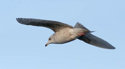 Kumlien's Iceland Gull, 1st or 2nd cycle