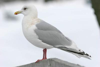 Kumliens Iceland Gull, basic adult
