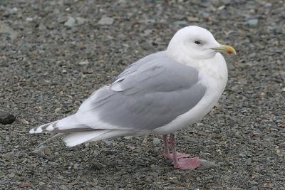 Kumlien's Iceland Gull, basic adult