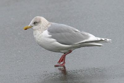 Kumlien's Iceland Gull, basic adult