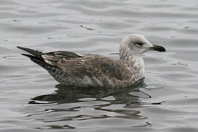 Lesser Black-backed Gull, 2nd cycle