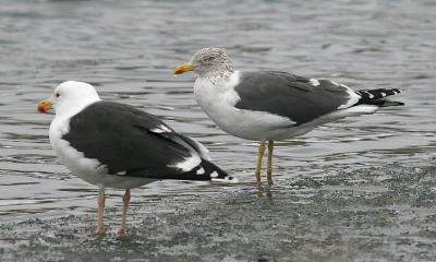 NONBREEDINMG ADULT LESSER BLACK-BACKED GULL (right) WITH ADULT GREAT BLACK-BACKED GULL