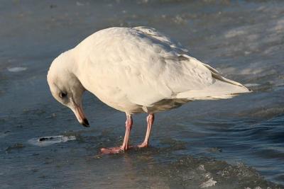 Glaucous Gull, 1st cycle