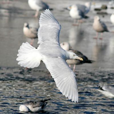 Glaucous Gull, basic adult