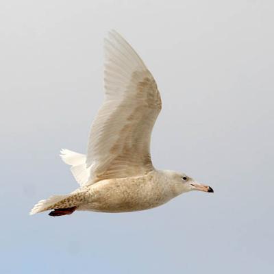 Glaucous Gull, 1st cycle