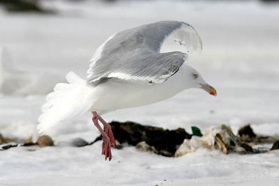 possible Glaucous x Herring backcross, basic adult (#1 of 2)