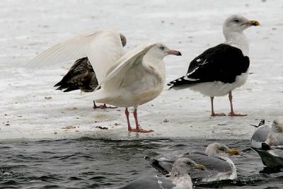 Glaucous Gull, 2nd cycle with Great Black-backed & Herring gulls