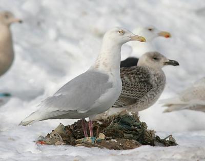 Glaucous Gull, basic adult with Great Black-backed Gulls