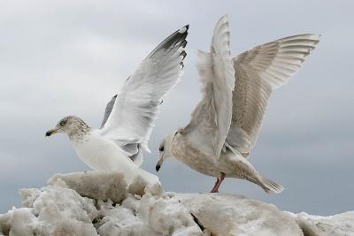 Herring Gull, 4th cycle or adult & 2nd cycle Kumlien's Gull