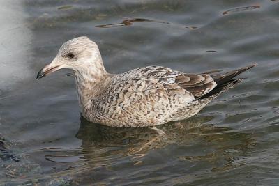 Herring gull, 2nd cycle