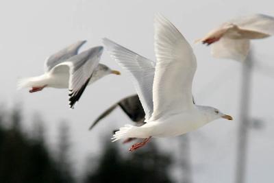 Adult Glaucous Gull with adult Herring Gull (left)