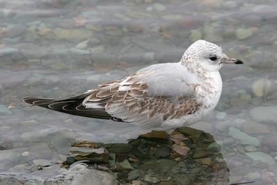 Common Gull, 1st cycle (3 of 8)