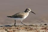 Dunlin, basic