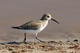 Dunlin, basic