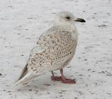 presumed Kumlien's Iceland Gull, 1st cycle