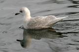 1st cycle Iceland Gull (g. kumlieni or g. glaucoides)