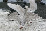 Kumlien's Iceland Gulls, 1st cycle