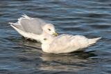 Kumlien's Iceland Gull, basic adult  (rear) with 2nd cycle nominate Iceland