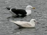 presumed nominate Iceland Gull, 2nd cycle, with Great Black-backed Gull