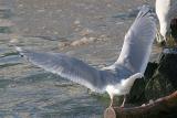 Kumlien's Iceland gull, basic adult
