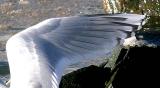 Kumlien's Iceland Gull, basic adult dorsal primaries (#1 of 2)