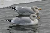 Herring Gulls, basic adults