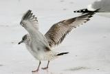 Common Gull, 1st cycle (2 of 8)