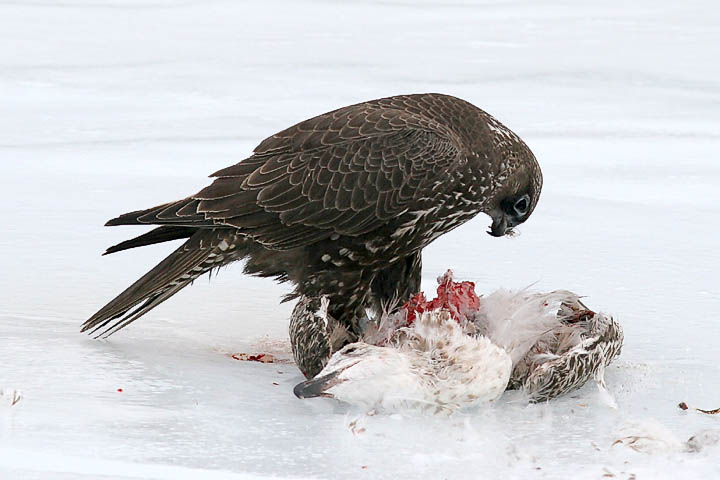 Gyrfalcon, dark intermediate morph juvenile