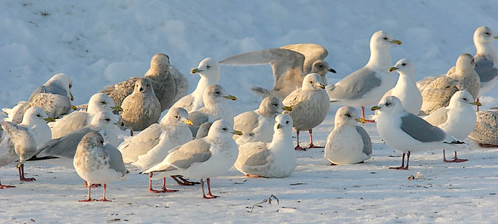 Kumliens Iceland Gulls, various ages