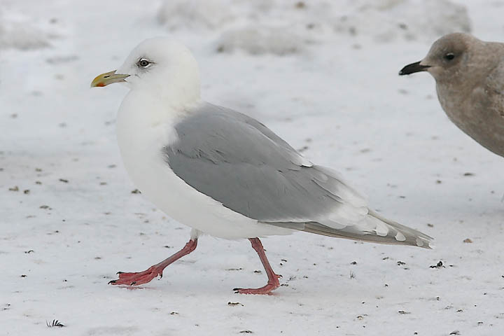 Kumliens Iceland Gull, basic adult
