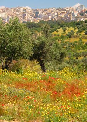 Looking towards Agrigento. The wild flowers were in full bloom.