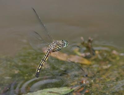 Dragonfly in Flight