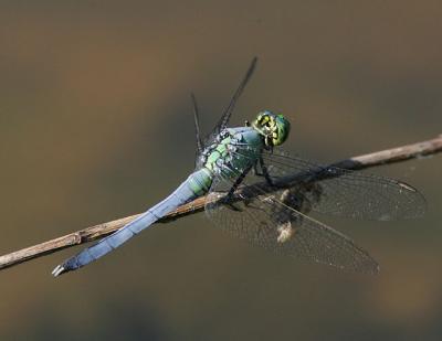 Eastern Pondhawk (male)